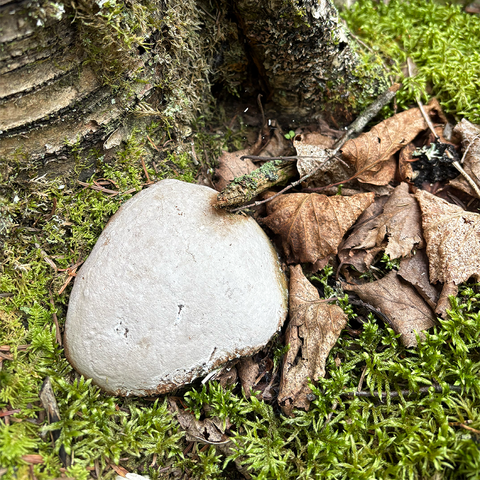 mushroom that looks like a gray rock
