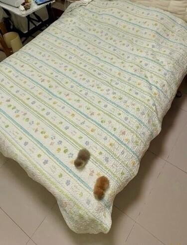 Photo of a made up bed with two fuzzy kittens curled up loafing and near the corner, as if little spots of mold.