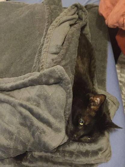 Photo of a very comfortable black cat laying on its side in a fuzzy blanket. Just the sleepy kitty's head, back, an a single paw can be seen.
