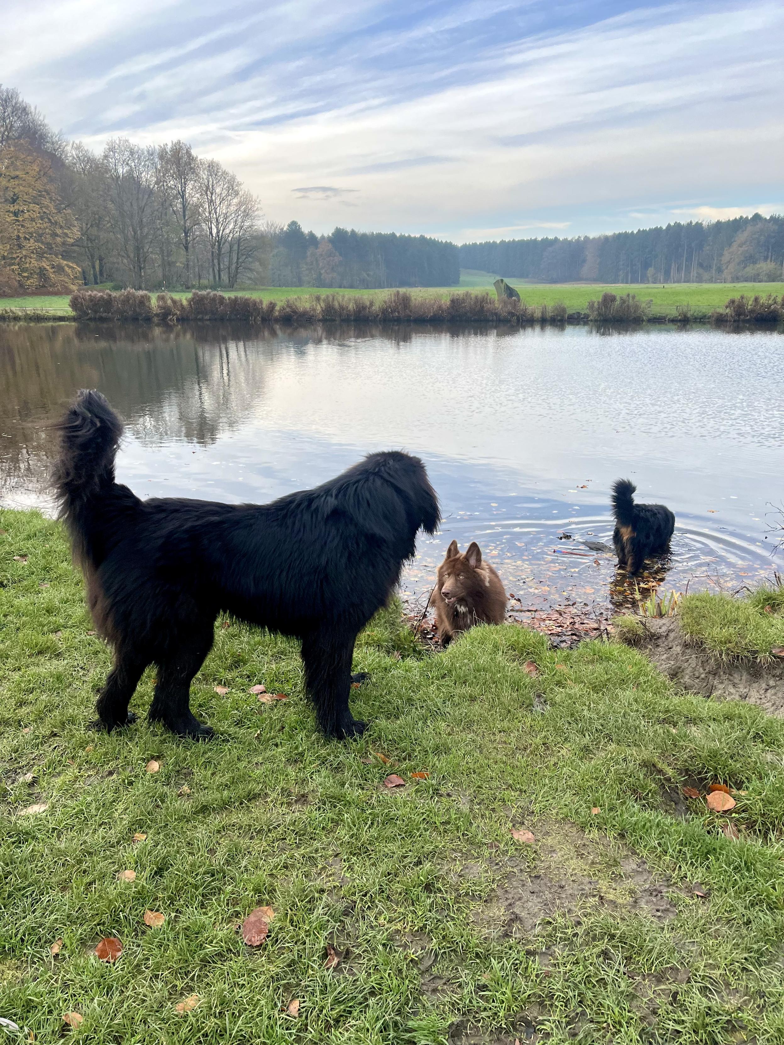 Odin standing on the bank of a canal, watching two other dogs play in the water. No, he actually didn’t jump in after them.