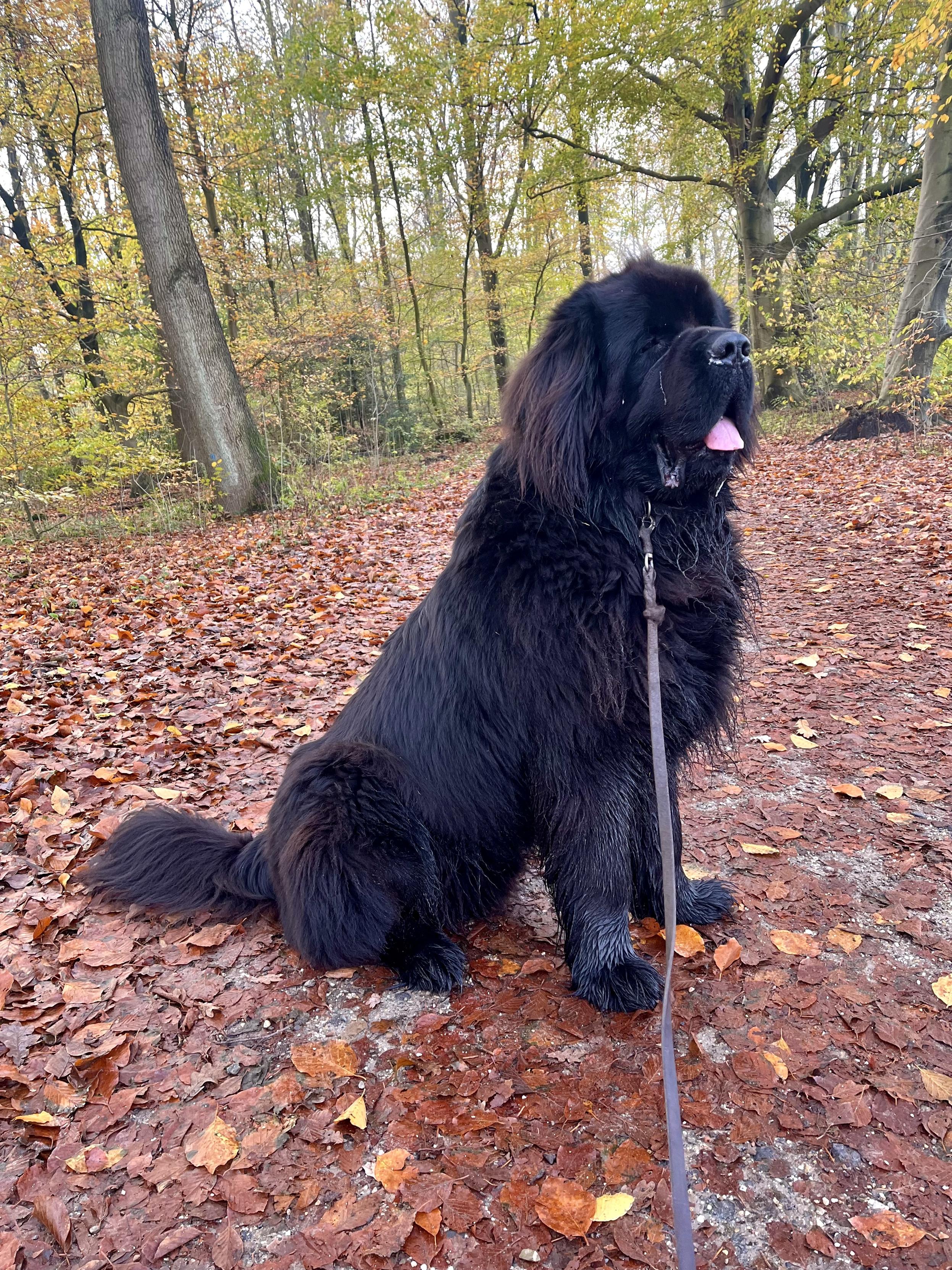 Odin sitting proudly among the autumn leaves