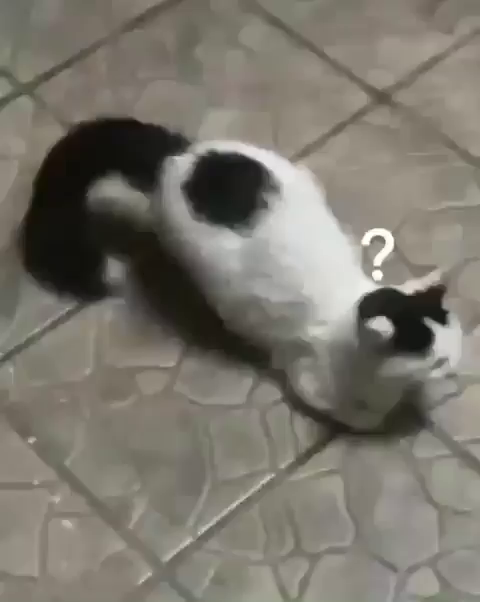 Video of a black and white cat in heat that when she lifts her butt up, the black tail and black spot on her back make it look like a question mark.
