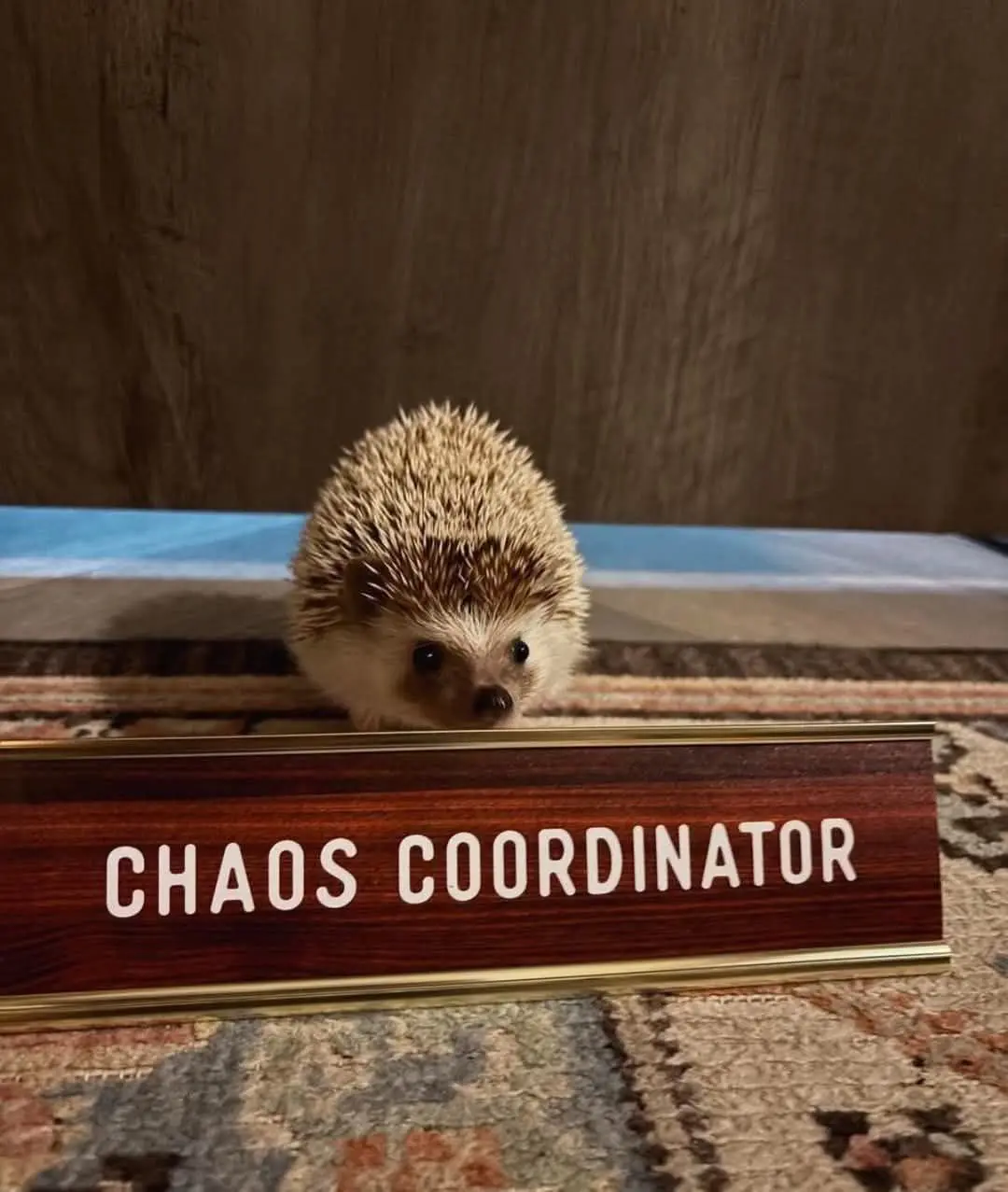 photo of a little hedgehog near a business sign that says "CHAOS COORDINATOR"