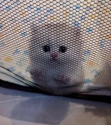 Photo of a fluffy white kitten leaning on a mesh containment wall while giving a pleading look at the viewer. Kitty wants to escape and be free!