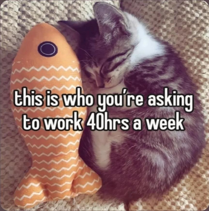 Photo of a tiny kitten curled up asleep next to an orange fish plushie. Caption says:
this is who you're asking to work 40hrs a week