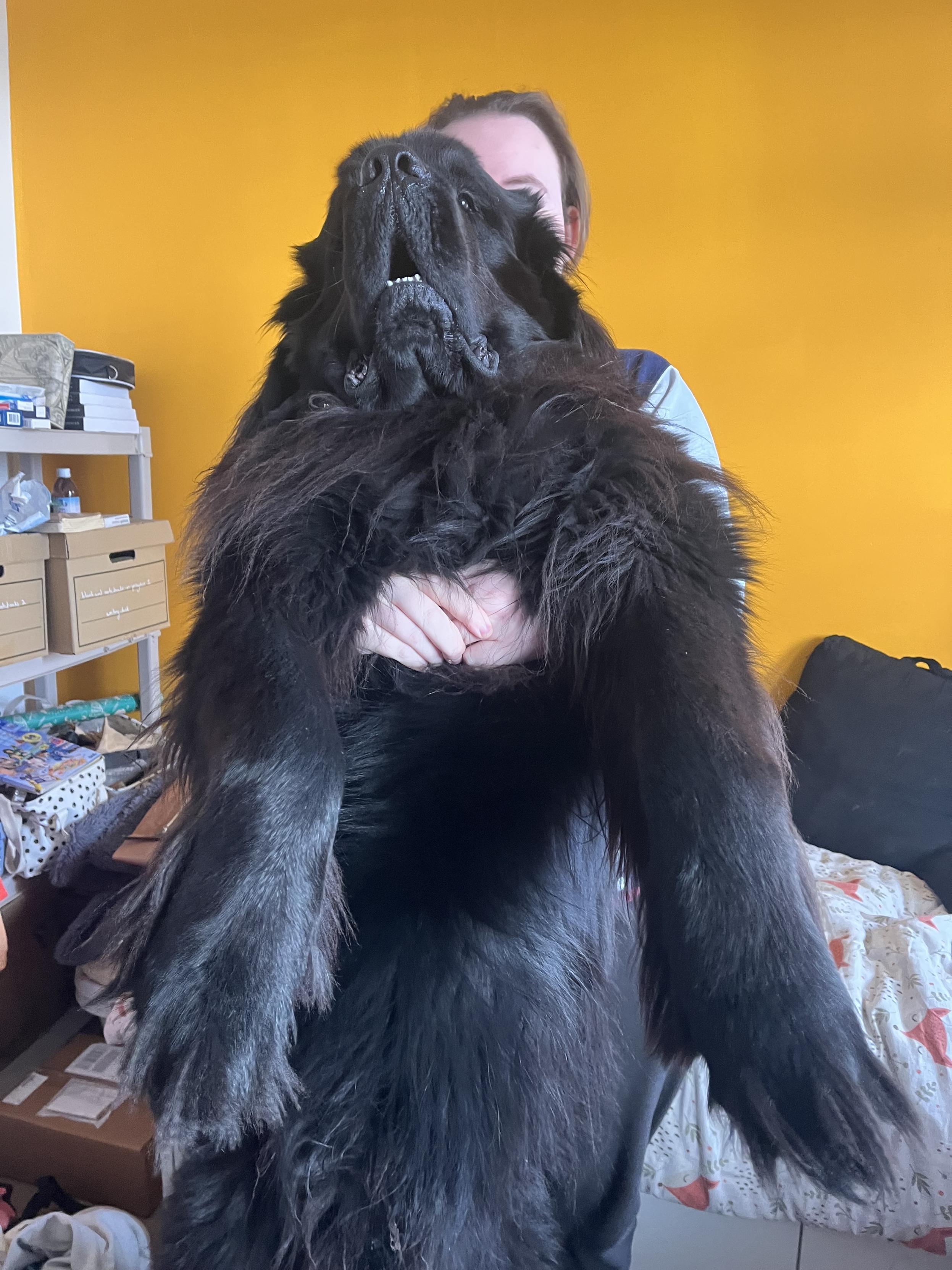 Odin the Newfie being held up in a hug by my husband and making a very silly, walrus-like face