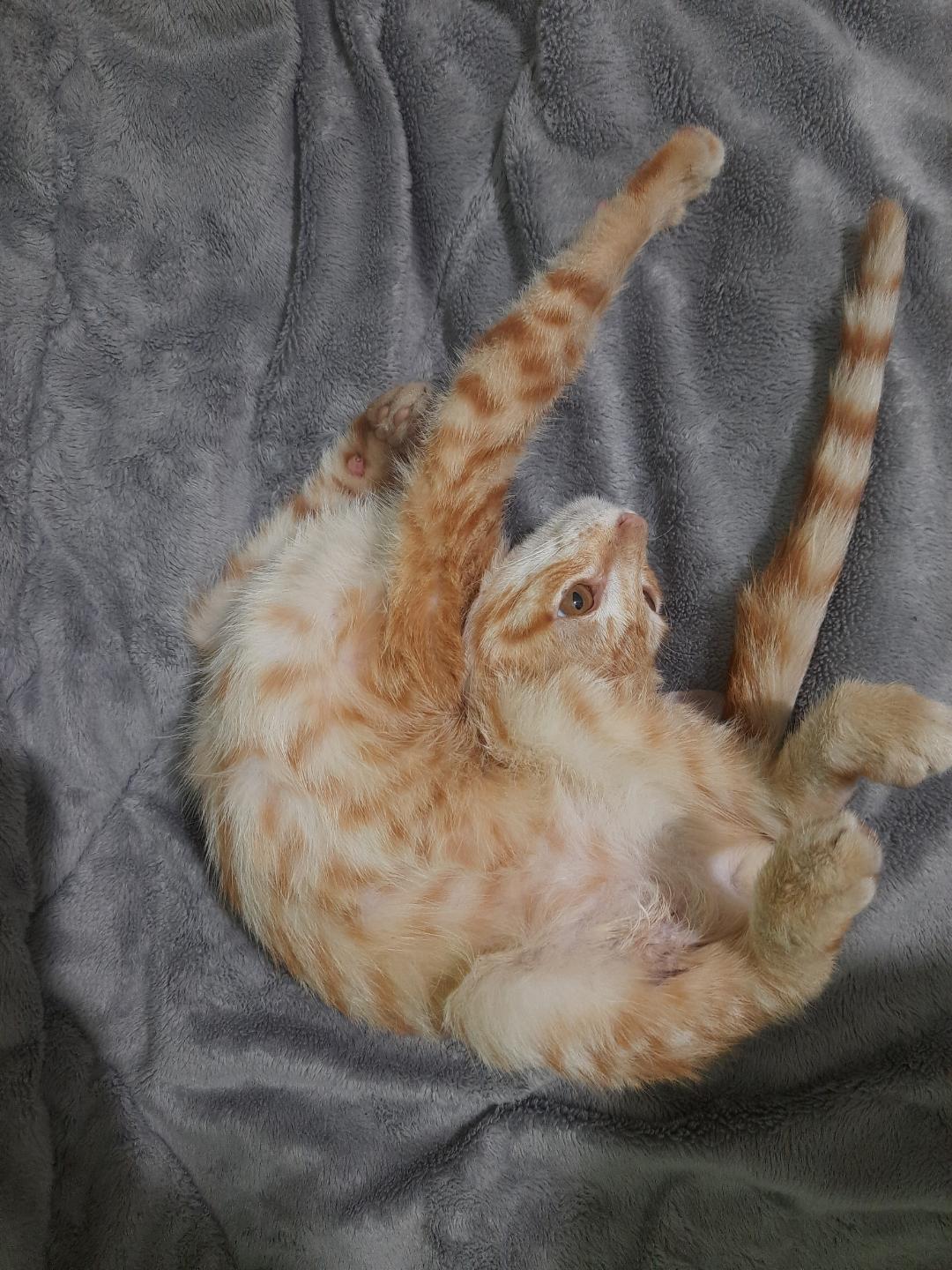 Photo of a young orange cat stretching in a very awkward position with its head almost halfway down its back. Basically, it looks like someone crumpled up a cat and threw it on a blanket.
