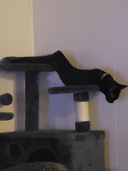 Photo by Prestigious_Mess9706 on reddit from 2022 of their black cat, Nyx, who is laying across the tops of her cat tree while looking like a snake or boneless kitty of some sort. No void paws can be seen, just a long black fur tube with a cat head.