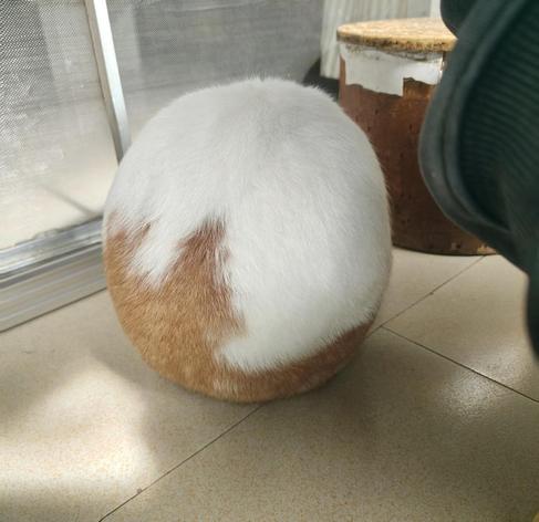 Photo of an chonky orange and white cat grooming itself on the floor while facing away from the camera so that you can only see a round, furry back which looks like a egg of sorts. No legs, tails, ears, head, or other cat body parts can be seen, just chunk. Perhaps it's not a cat but an orb to ponder upon whist it purrs.