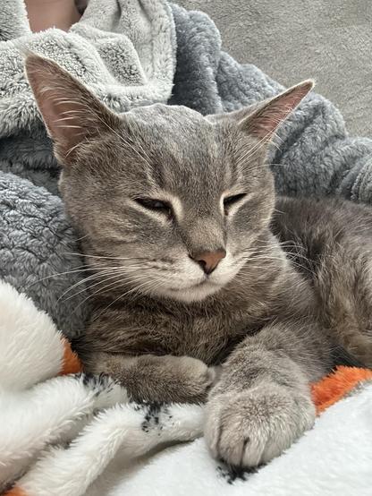 Grey cat all snuggled up in blankets, half asleep 