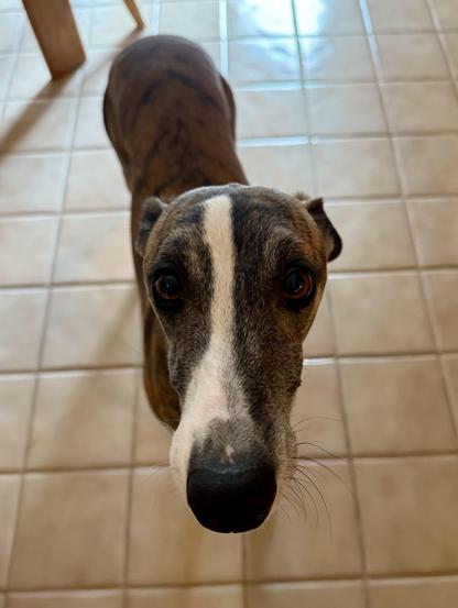 Whippet (dog) looking up at the photographer while standing on a tile floor