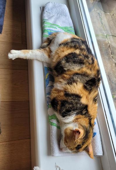 Photo of a calico kitty cat sleeping on a window sill like a loaf of bread, except one back leg is sticking straight out at a 90° angle. No other appendages are visible.