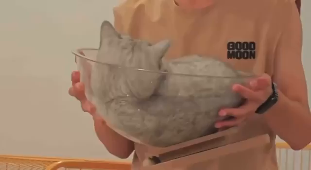 Video of a gray cat in a large glass fruit bowl being jiggled around like it's a bowl of pudding.
