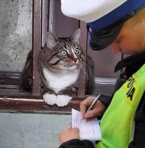 Photo of a police officer writing something down while a chunky cat pokes its head out from some window bars to stare at the officer's face while the kitty loafs.