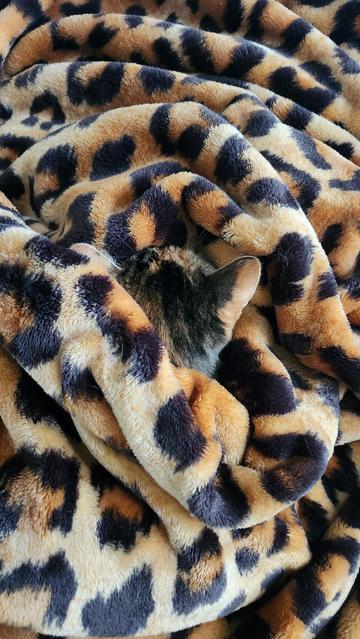Photo of a fuzzy leopard print blanket with what looks to be a tortie cat head and kitty ear blending in right in the middle. Very warm. Very cozy.