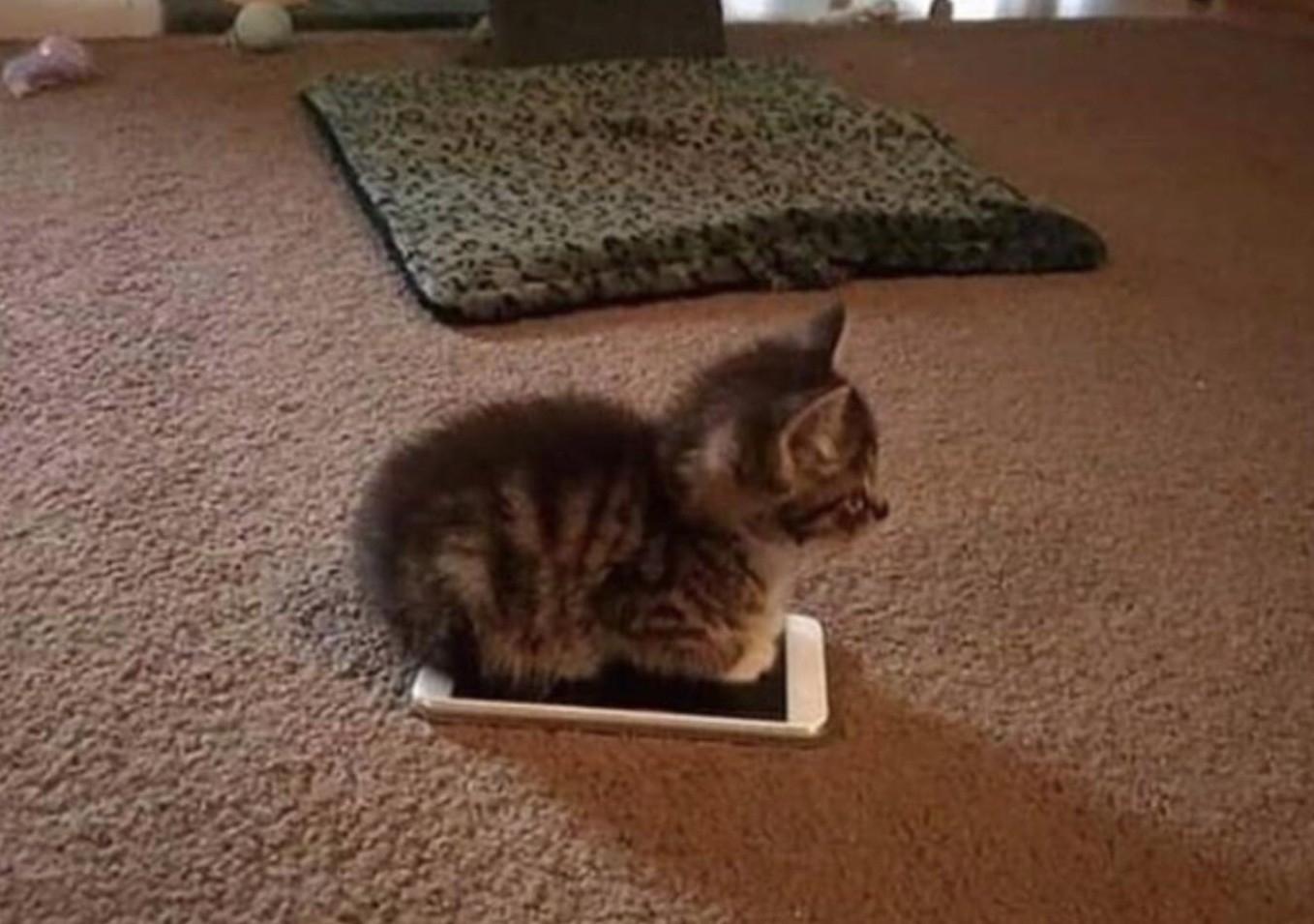 Photo of a tiny kitten loafing on an iPhone on the floor. If I fits, I sits.