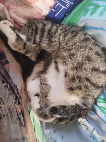 Photo by Bitter_Sir4188 (reddit) of their sleeping cat laying upsidedown and twisted on a pile of clothes. Her head slipped down and the only parts identifiable on the kitty is two paws and part of a hind quarter. It took me a long time to figure out which way the cat was even laying, and even then I have questions.