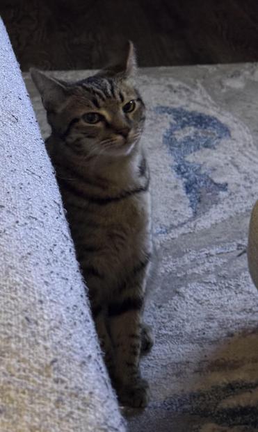 Photo by EggPositive5993 of their cat peeking around the sofa while sporting a stink eye and slight airplane ears. Kitty did not enjoy the jingle and will be contacting his attorneys regarding not being fed immediately.