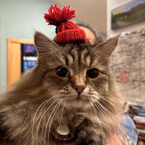 Photo of a fluffy cat being held while it wears a tiny, red winter poof ball hat made of yarn.