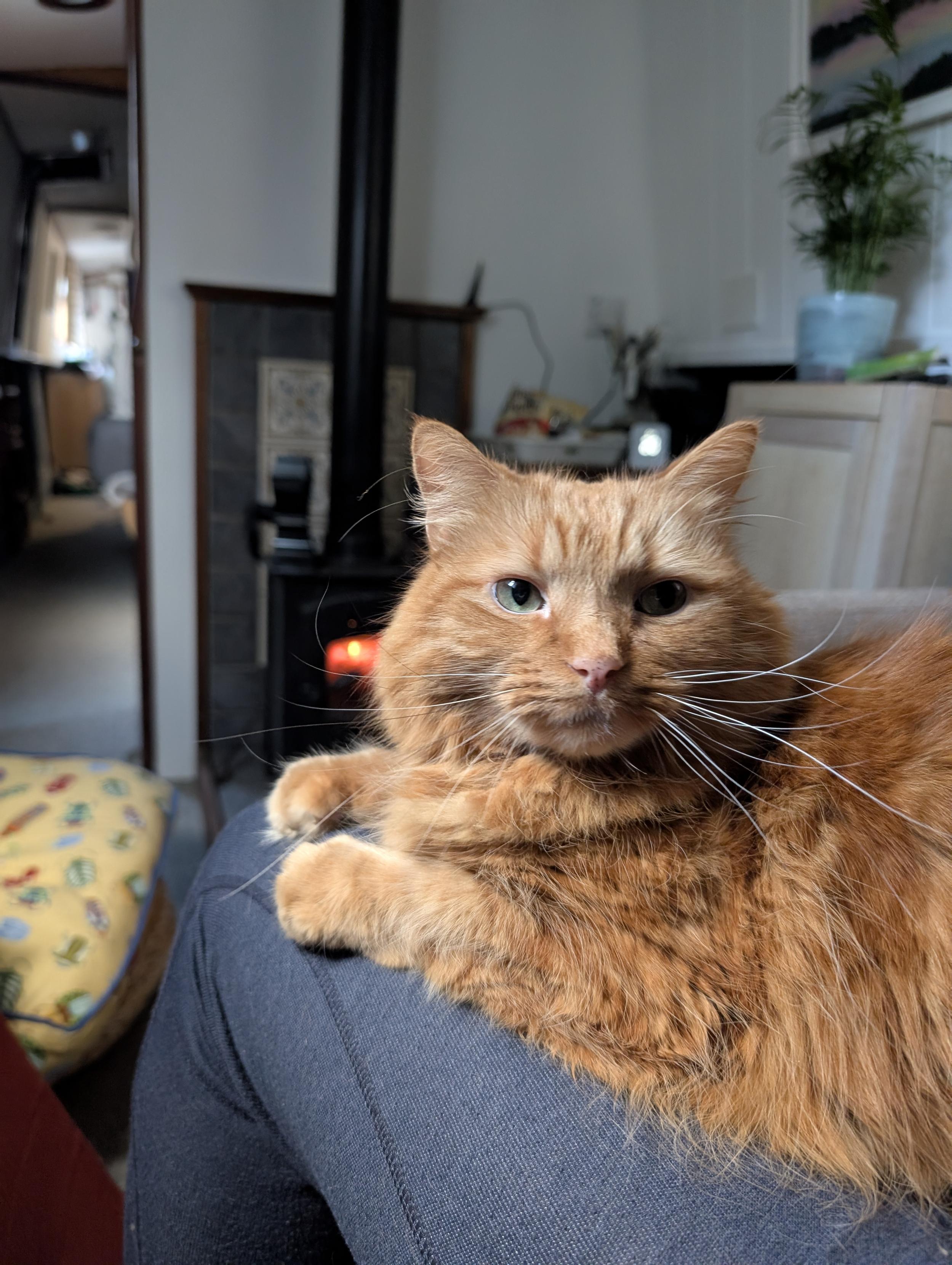 Orange cat sitting on a lap and looking back at the camera with a wood burner stove in the background.