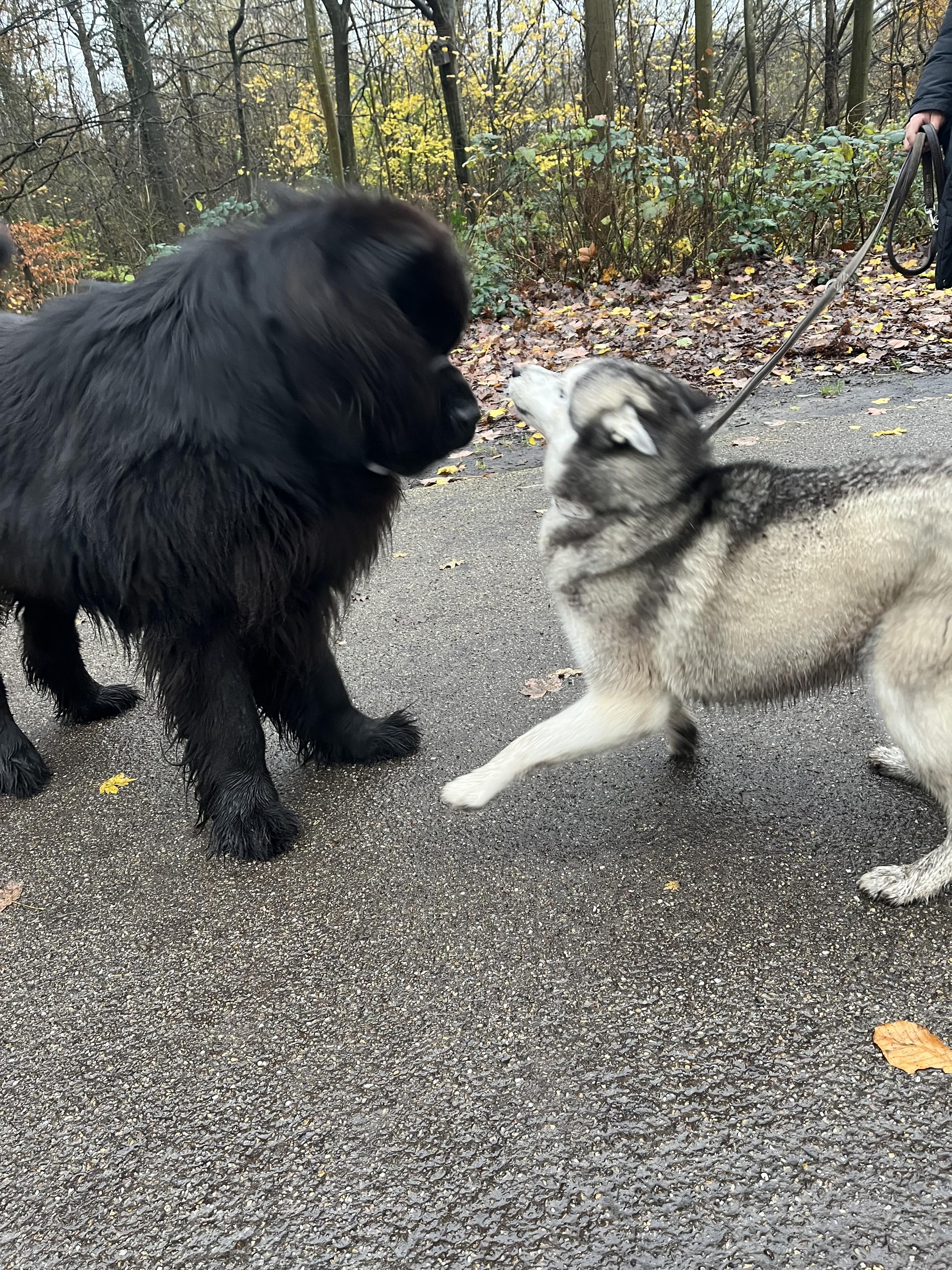 blurry action shot of Odin the Newfie and Ponyo the Husky dancing around each other