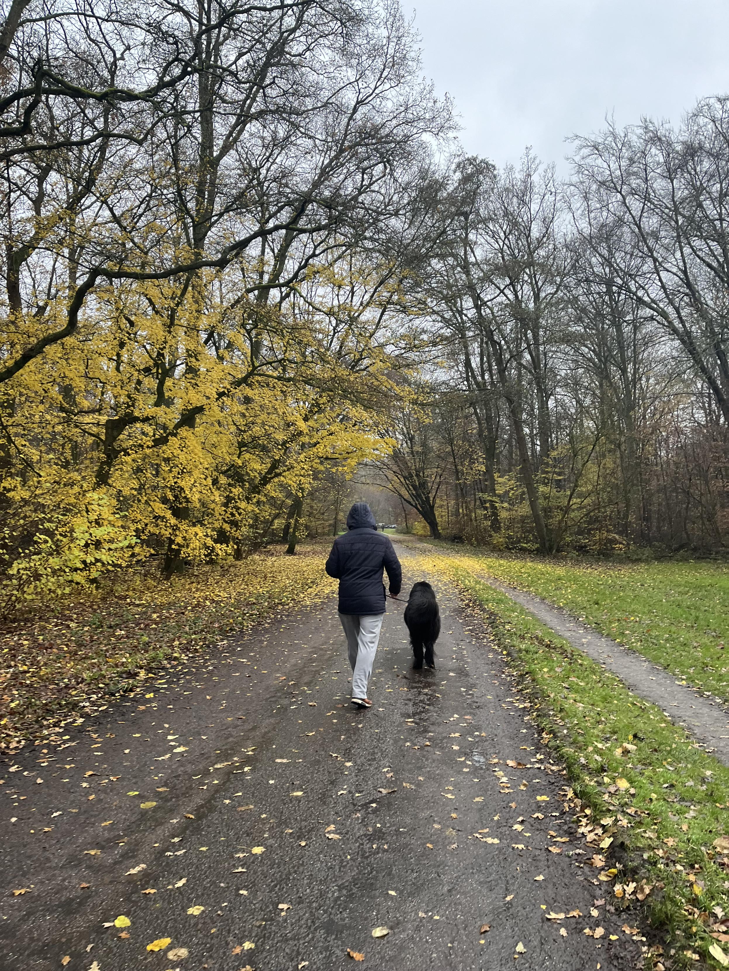 scenic shot of my husband and Odin walking on a damp autumn path strewn with bright yellow leaves