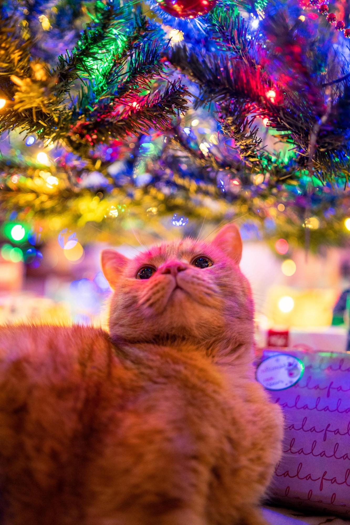Photo an orange cat laying underneath a christmas tree while being memorized by the lights.