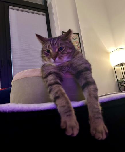 Cat casually hanging halfway out of a round heated cat bed