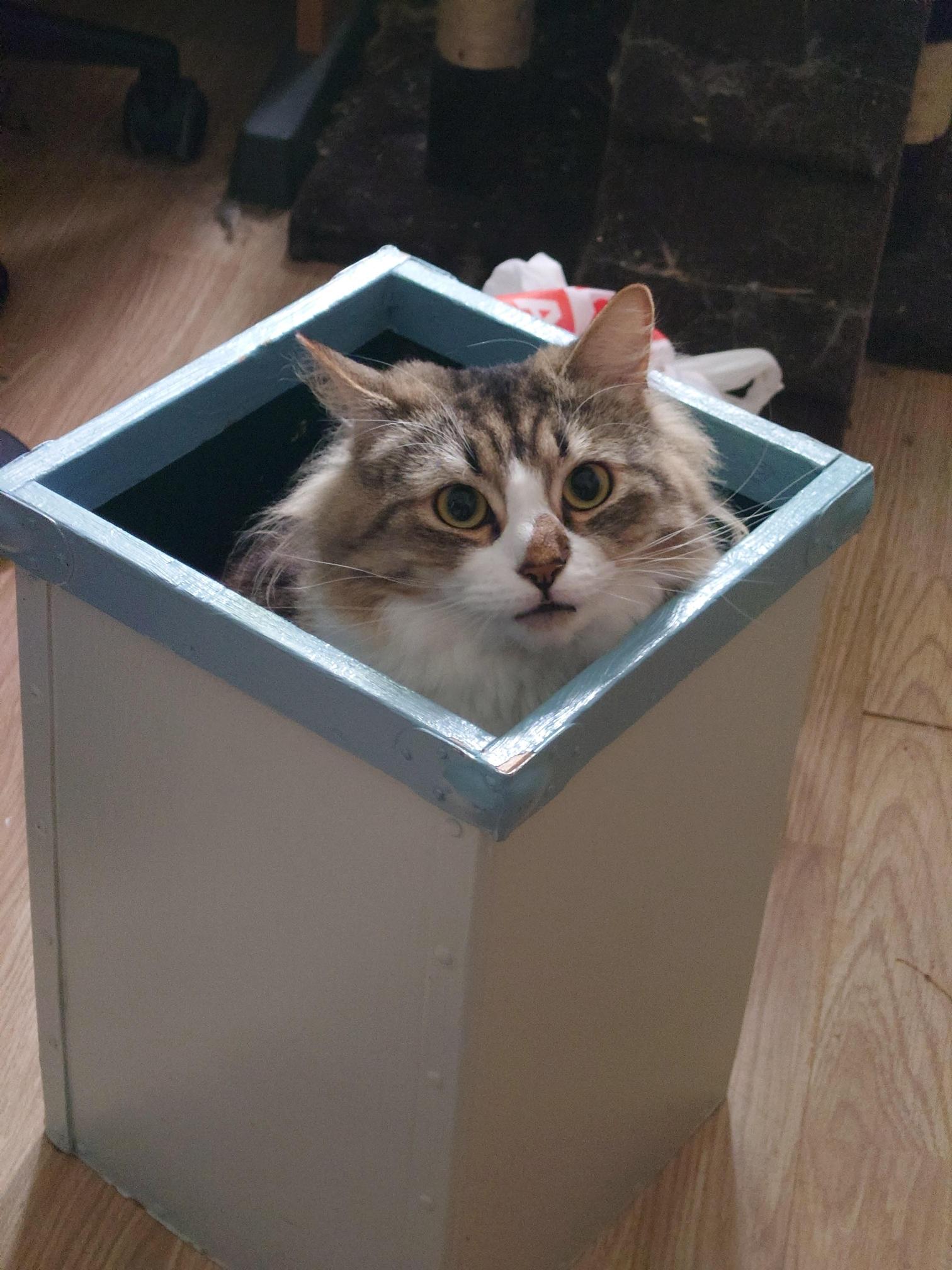 Photo of a fluffy cat poking its head out of a square trash bin on the floor while it looks at the camera.