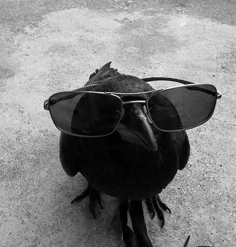 A crow standing on the concrete ground with a pair of human sunglasses on. It look good, NGL.