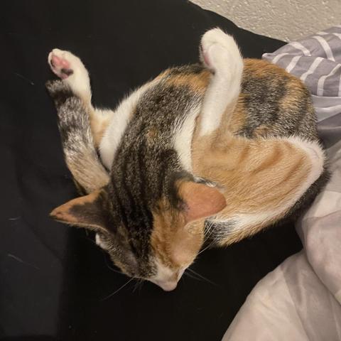 Photo of a cat sleeping on a bed, but its head is tucked in between its legs by its tail. So it's basically just folded in half like some kind of kitty origami or maybe a it's the return of the Popples™. You'd think it might be uncomfortable, but that's just human thinking. Cats are always comfy (even when they look crumbled up like that laundry you never put on hangers on that one chair).