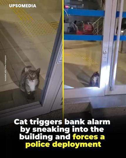 Foot over cat peeking out from a glass door on inside of a locked bank at night. Caption:

Cat triggers bank alarm by sneaking into the building and forces the police deployment.