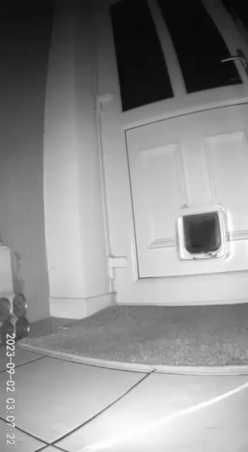 Night vision camera pointed at a door with a cat hatch access that detects motion of a fluffy white cat walking in carrying a knife in it's mouth. Someone is going to learn what happens when you forget dinner time.
