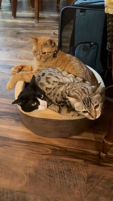 Video of three cats laying on one cat bed with two of them laying on top of the third. One the head of the kitty on bottom can be seen, but I bet they're cozy (by cat standards)