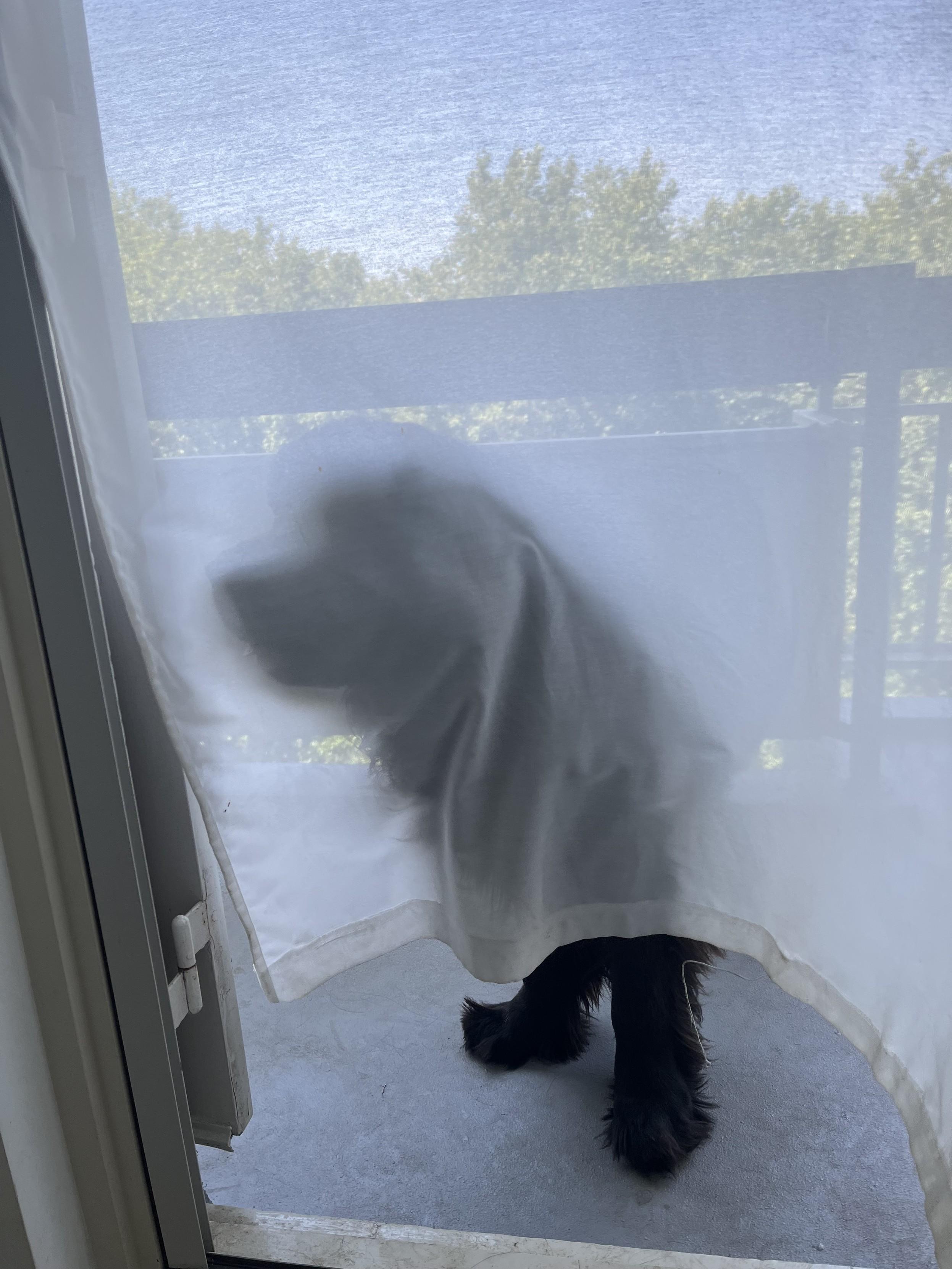a summer photo of Odin the Newfie hiding behind a billowing white curtain