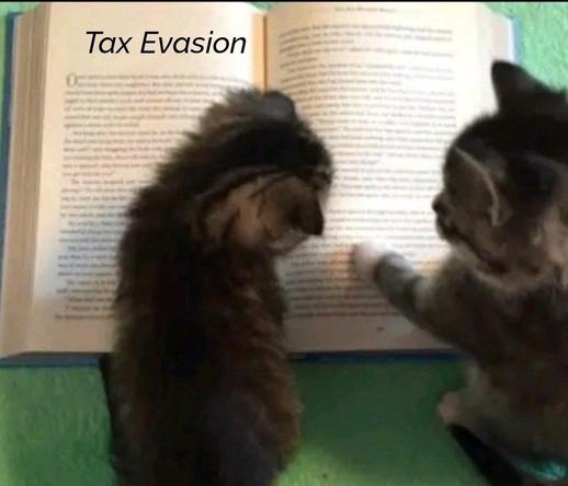 Photo of two small kittens that are on an open book which makes it look like they're reading the chapter titled Tax Evasion.