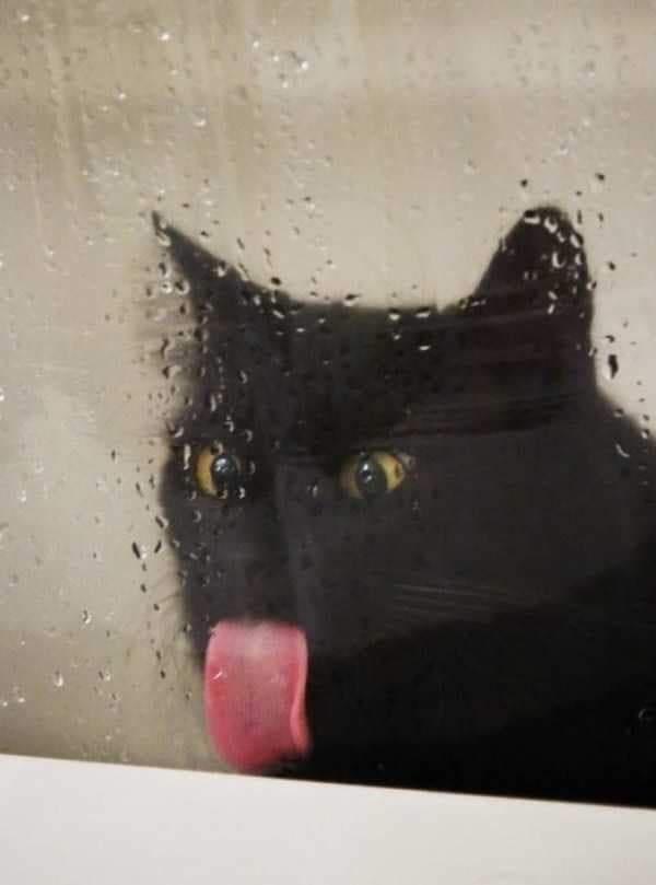 Photo of a black cat licking the glass door of a shower which has tasty, post-shower drops on it.