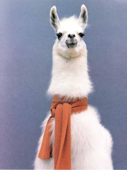 Photo of a white llama wearing a red scarf