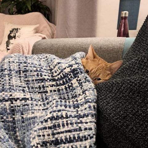 Photo of an orange cat tucked in undee blankets while it rests on the couch. Only its partially open eyes to its ears can be see, but the kitty looks quite cozy.