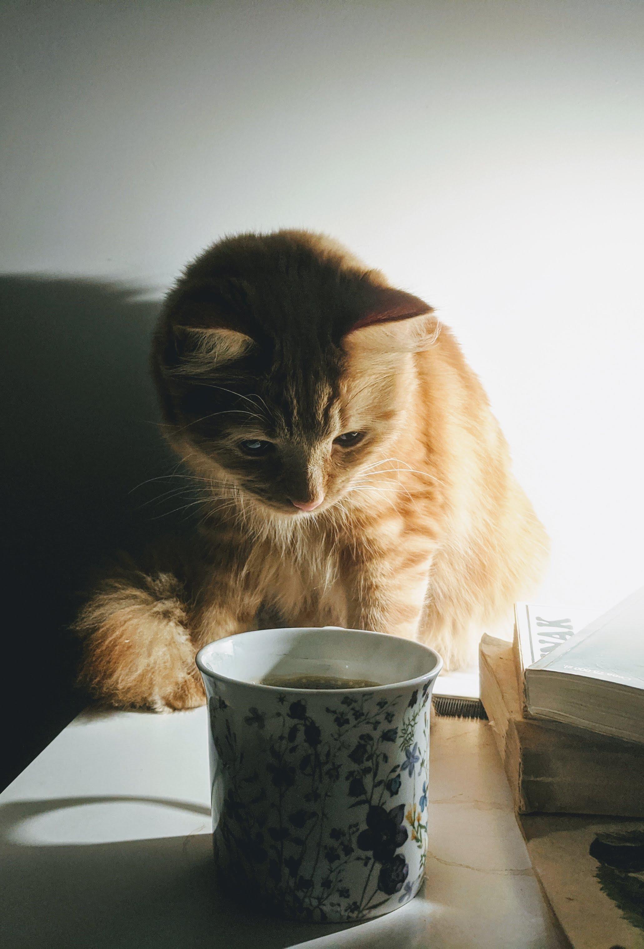Photo of an orange cat at the back looking at a small painted mug of tea at the front. Light is coming from the right behind some books.