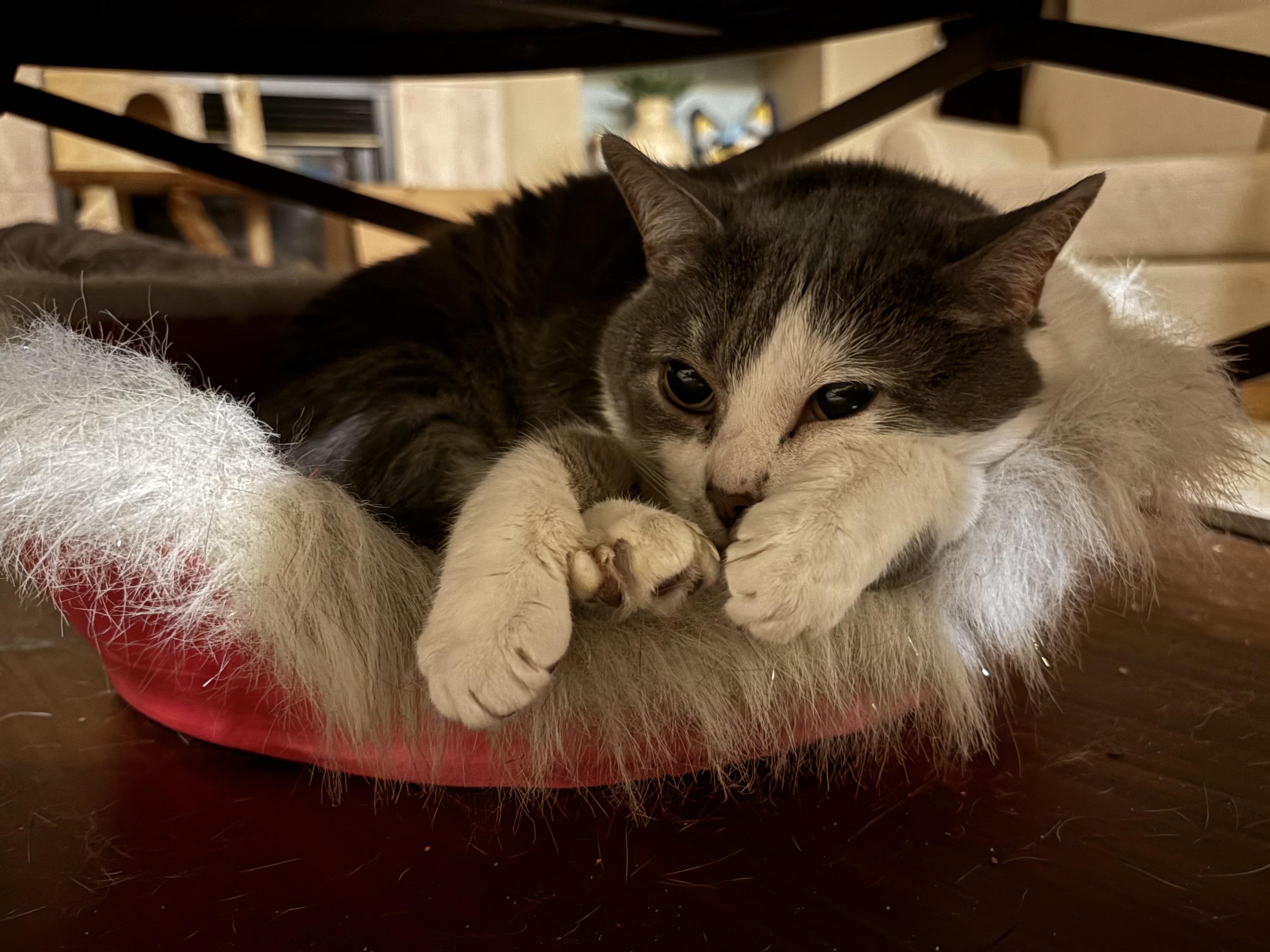 Grey and white cat curled up in a pink satin pet bed that has white shag trim. Pet bed is tucked inside a metal banded wooden coffee table.