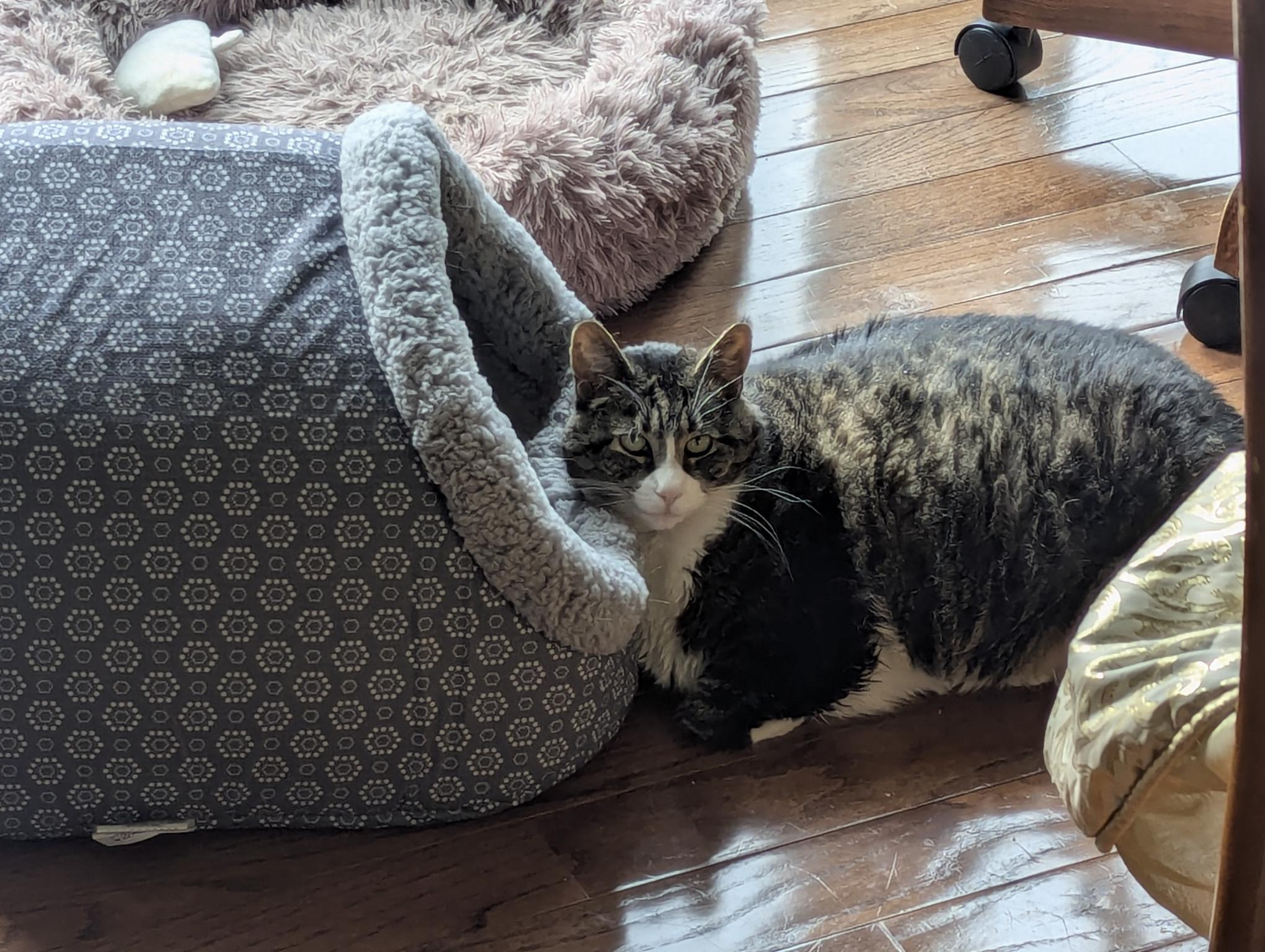 A cat leans her head on the opening of a cat hut. she is entirely outside the hut.