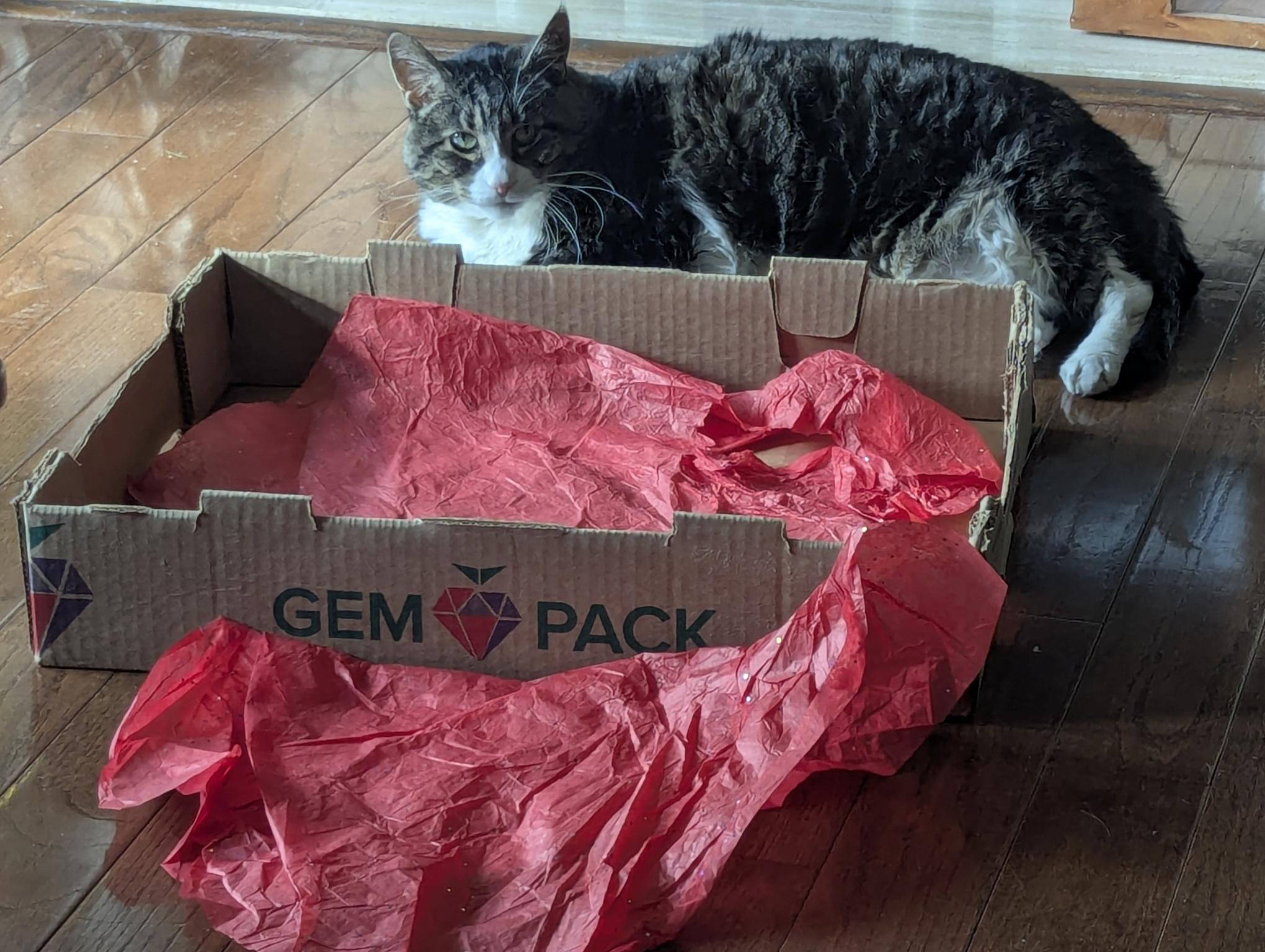 A cat sitting outside a box. it even has crunchy paper!