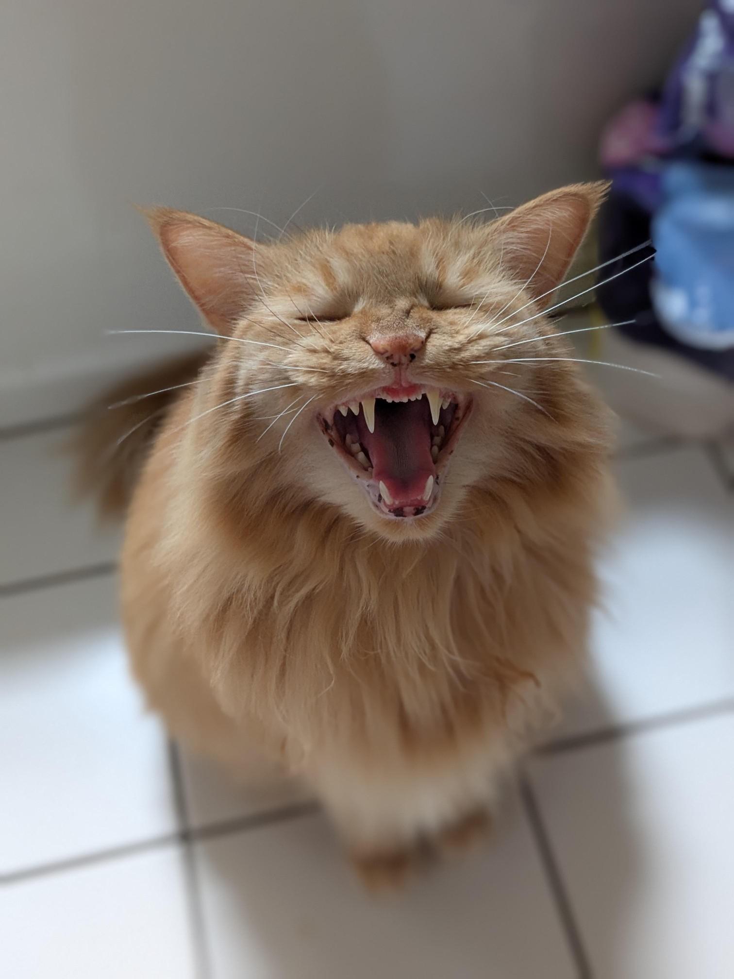 Photo of a fluffy, well fed, and orange cat in the kitchen with its eyes closed, mid-meow. Kitty disagrees with the well fed description though... poor thing