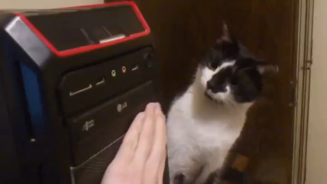 Video of a cat standing on the desk next to a desktop computer with an optical drive. I hand nearby presses the button to eject rhe tray, which makes the kitty jolt in surprise. The cat continues to stare at it, and when it retracts, the kitty leans ovee to follow the movement.