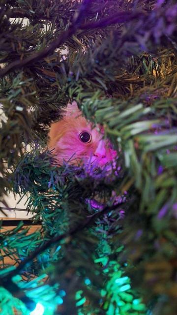 Photo by m15f1t from reddit of there fluffy orange cat, Blink, looking out from a christmas tree with lights towards the camera while sporting big, attack eyes. Only one eye can be seen, but it doesn't matter as it's already too late for you...