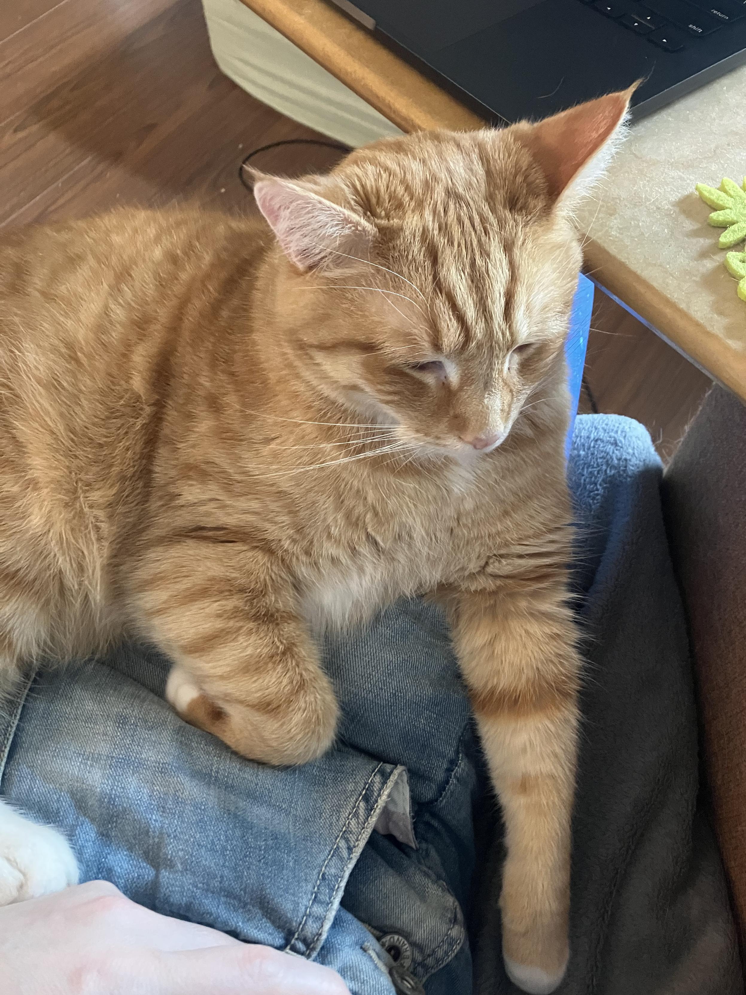 an orange cat in a lap, with one of his paws straight down, and another tucked up atop a pocket.