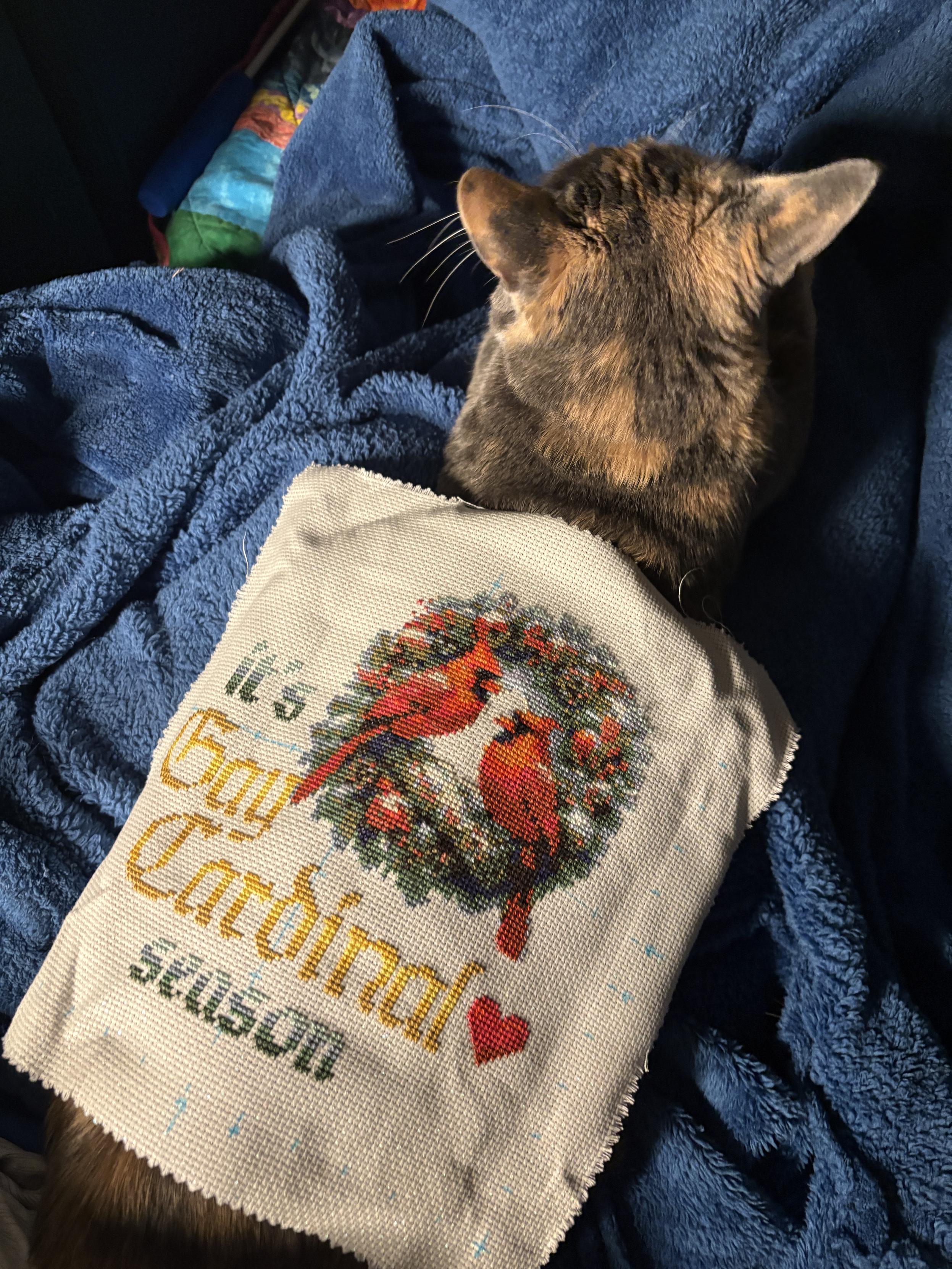 A cross stitch piece laid over a dilute calico cat laying on a blue fuzzy blanket.
The cross stitch has two male cardinals perched on a wreath. The text reads “it’s gay cardinal season”