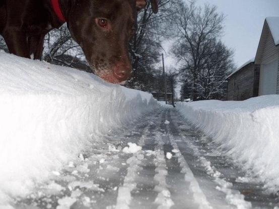 Close up photo of a tire track in the snow with a dog nearby looking at it. Because of the perspective, it look like the track is the width of a car thus making the cute doggy look HUGE!