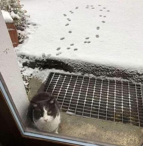 Photo of a tuxedo cat staring through the glass of a back door where a small loop of paw prints in fresh snow can be seen. Kitty saw the cold white stuff. Kitty is done on the cold white stuff.